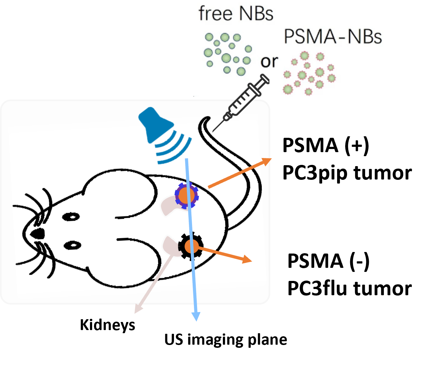 dual tumor mouse model