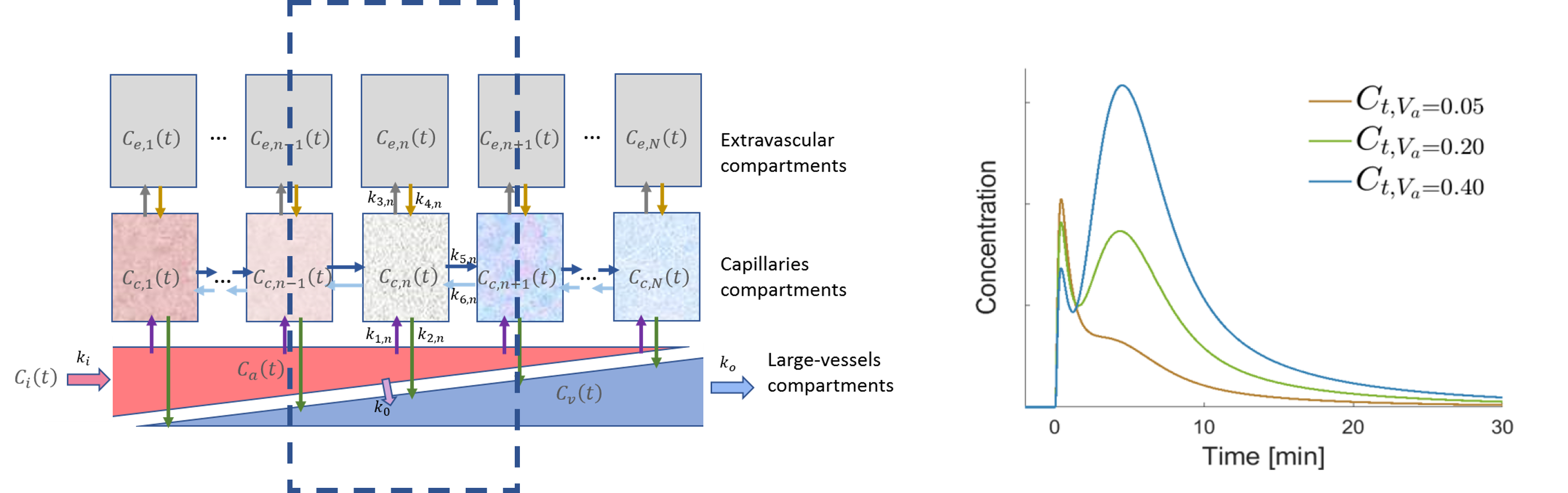 3-layer pharmacokinetic model